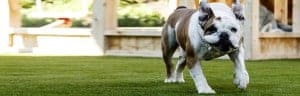 Artificial Grass for Dogs