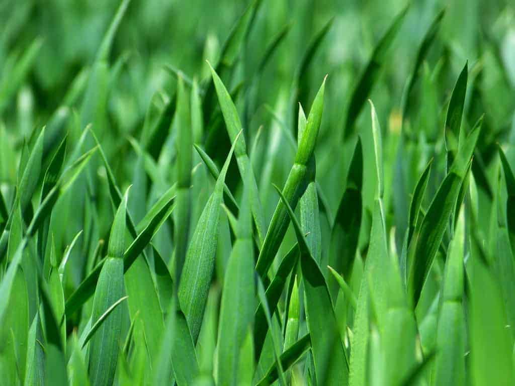 how-much-is-natural-grass-costing-you-cost-of-grass